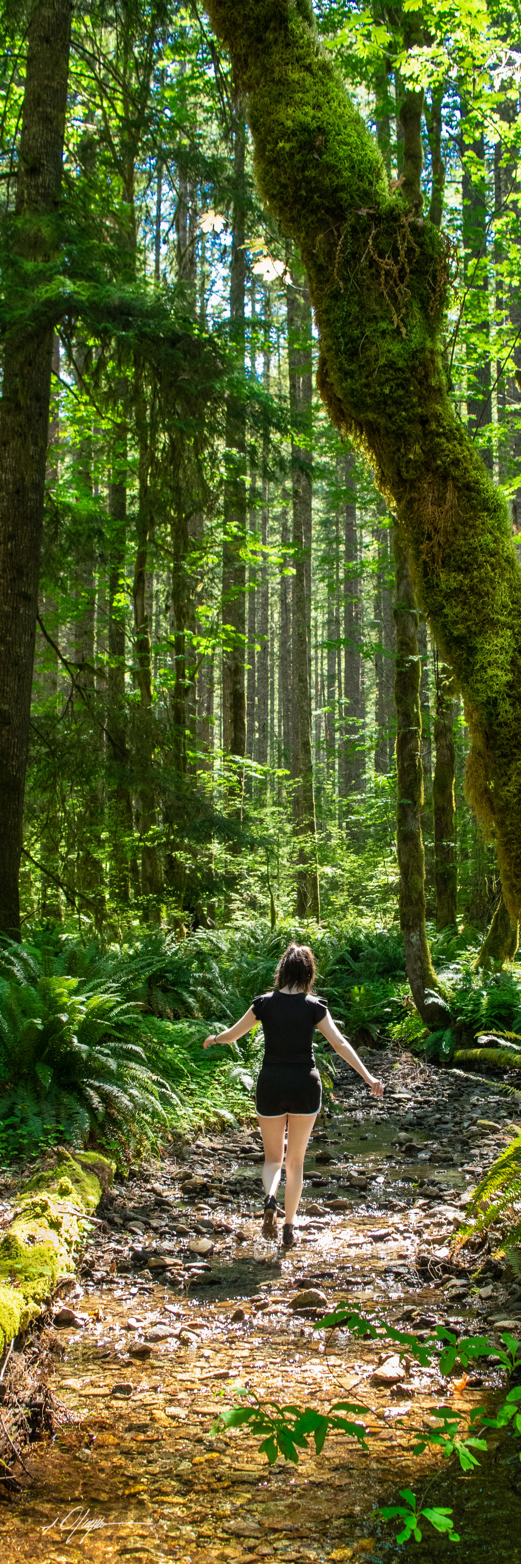 Wading Among The Talls