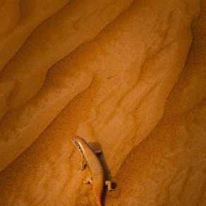 Come Alive Again by Sai Pradhan