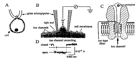 med 1991.gif