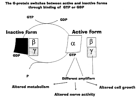 med 1994.gif