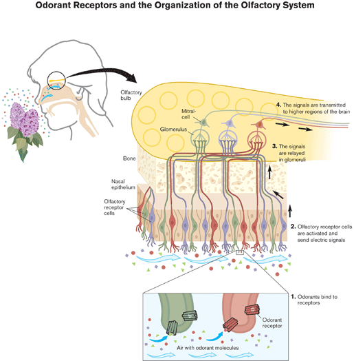 receptores de odor.gif