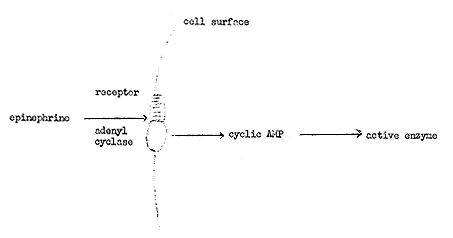 med 1971.gif