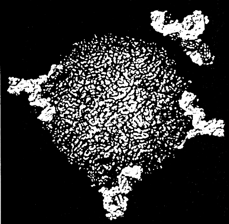 med 1987.gif