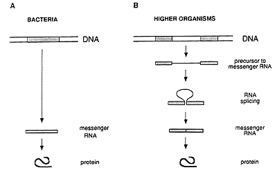 genes divididos.gif