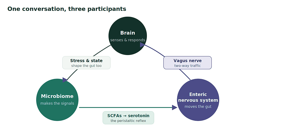 Triangle linking the microbiome, enteric nervous system and brain via SCFAs, serotonin and the vagus nerve.