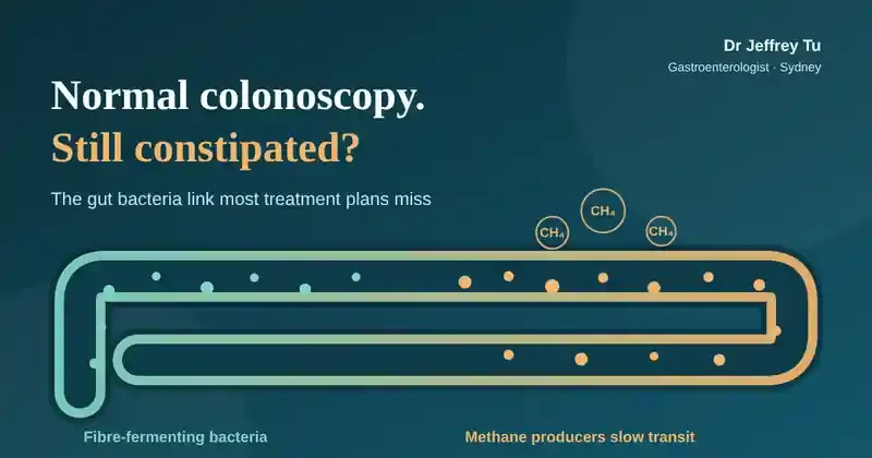 Illustration of the colon showing fibre-fermenting bacteria and methane-producing microbes slowing transit