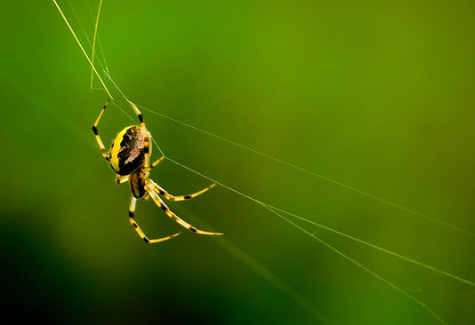 spider_wild.jpg