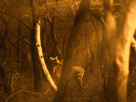 The Compassionate Case for Extinction: May We Rest in Peace