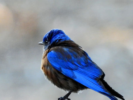FEEL Chapter 1: BIRDSONGS