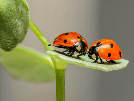 The Metamorphosis: A Story of Reconnecting