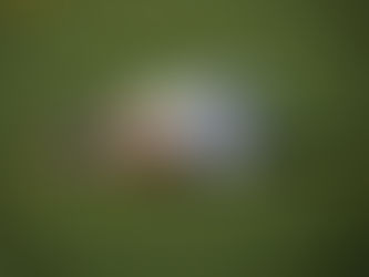 Pulling hair, Chinese burns and Kiss Chase to be banned say FA