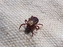 Doctors warn of vile new summer parasite