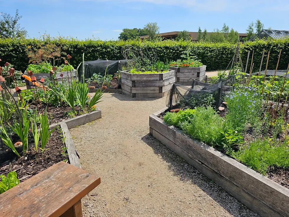Raised garden beds with green plants on a sunny day, surrounded by trees and a bench. Dirt path runs through the community garden at RHS garden bridgewater.