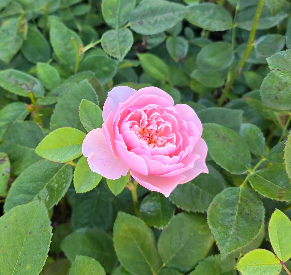Pink rose in full bloom surrounded by lush green leaves, creating a serene and natural setting at the Jockey Club garden. The petals are soft and delicate.