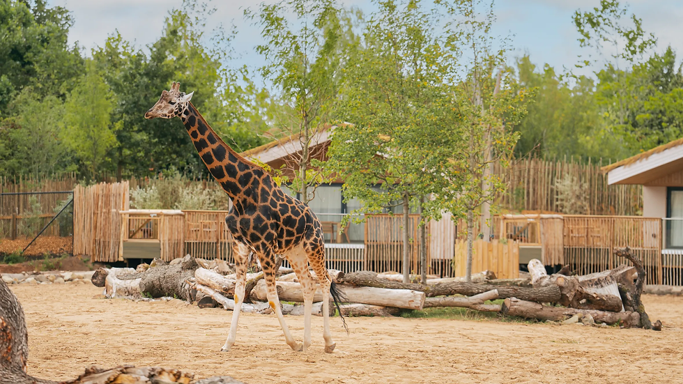 Giraffe walking on sandy ground in a zoo enclosure surrounded by wooden fences and trees, with lodges visible in the background.
