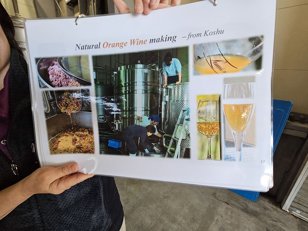Person holds a poster showing natural orange wine making in Koshu, with grapes, tanks, workers, and a glass of orange wine as seen on the Lumiere winery tour.