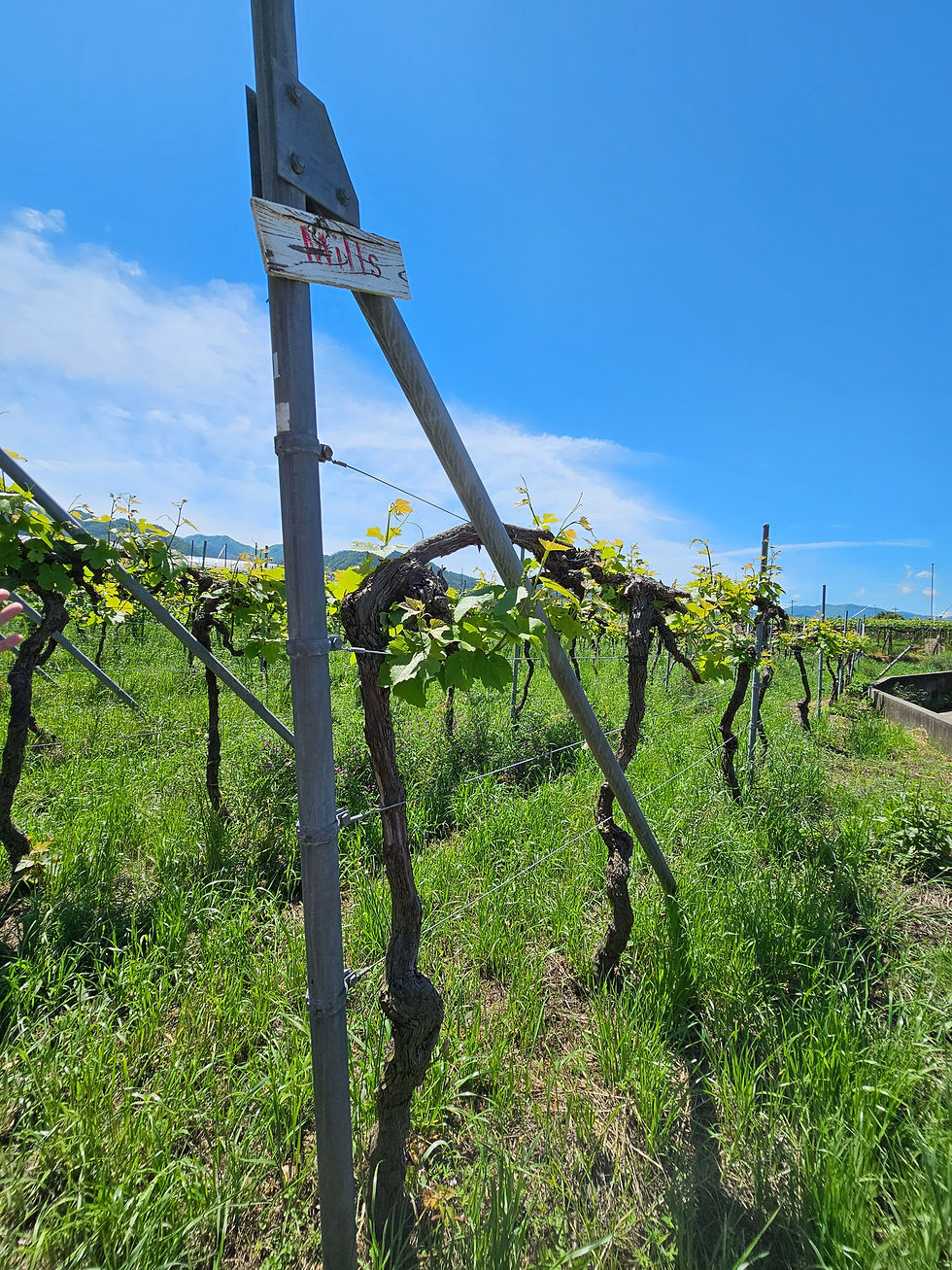 Sunlit vineyard rows with grapevines on trellises, a weathered sign reading Hills, and bright blue sky overhead as seen on the Lumiere winery tour.