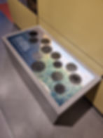 Display in Silverstone museum with animal tracks on a panel, includes text "What animals have been seen at Silverstone?" Background shows grass and yellow walls.