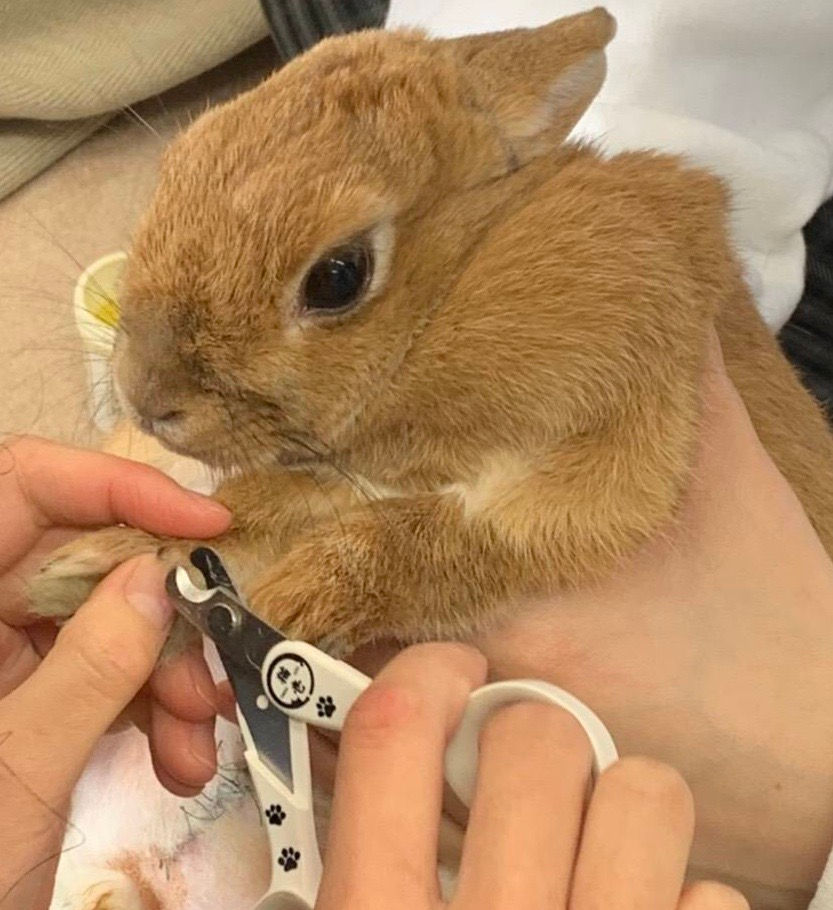 ウサギの爪切り