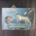 印尼5頭老虎蝦