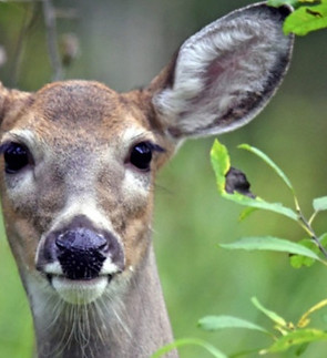 deer.jpg