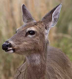 DEERPOACH.jpg