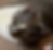 Grey and white cat with green eyes lying down