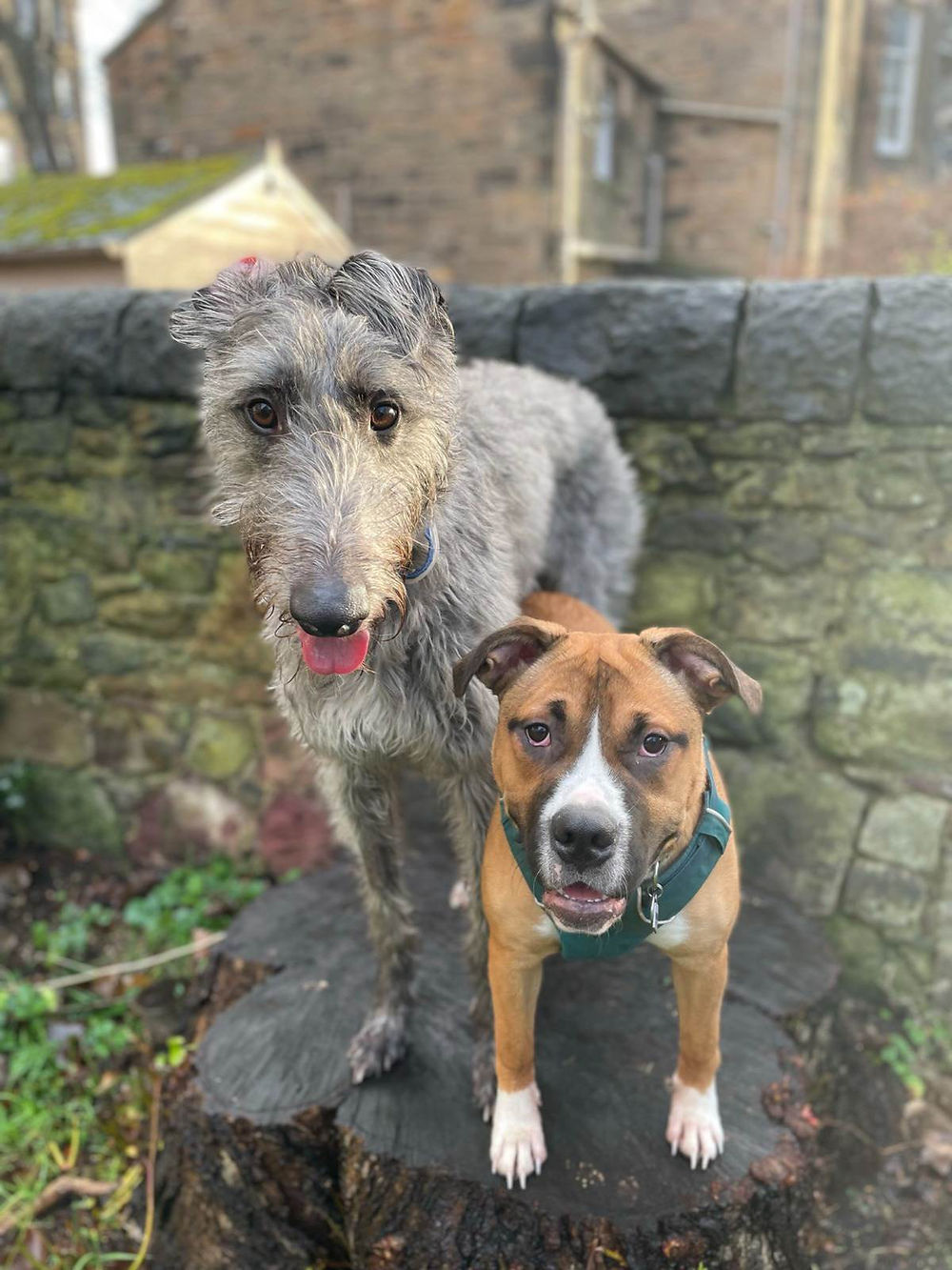 One large and one small dog stood next to each other, both content