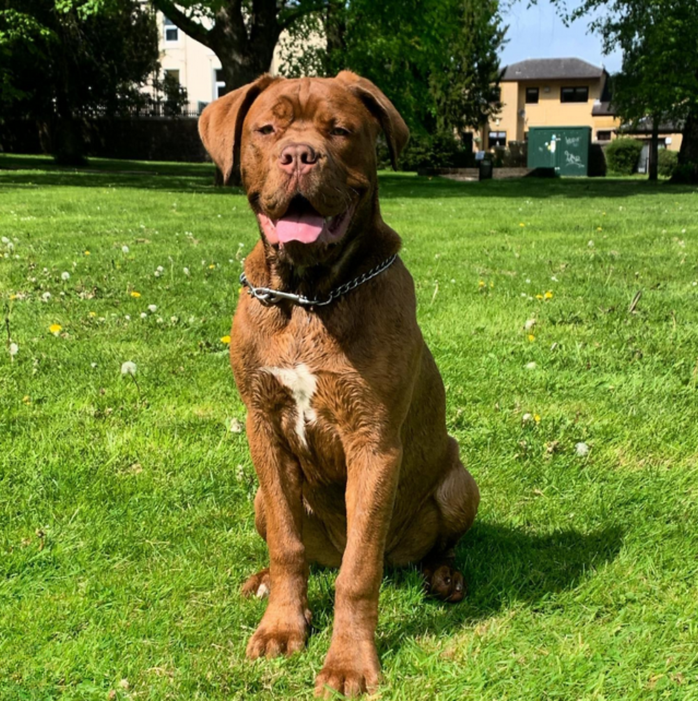 Brown dog sitting on green grass.