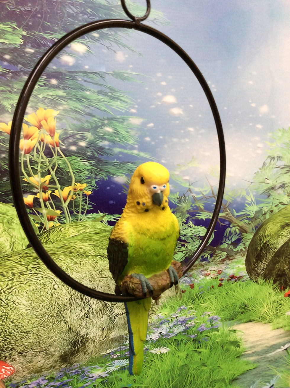 Thumbnail: Budgie in ring