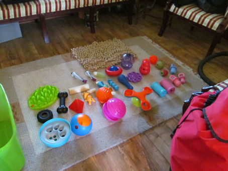 Games For Dogs During COVID Isolation