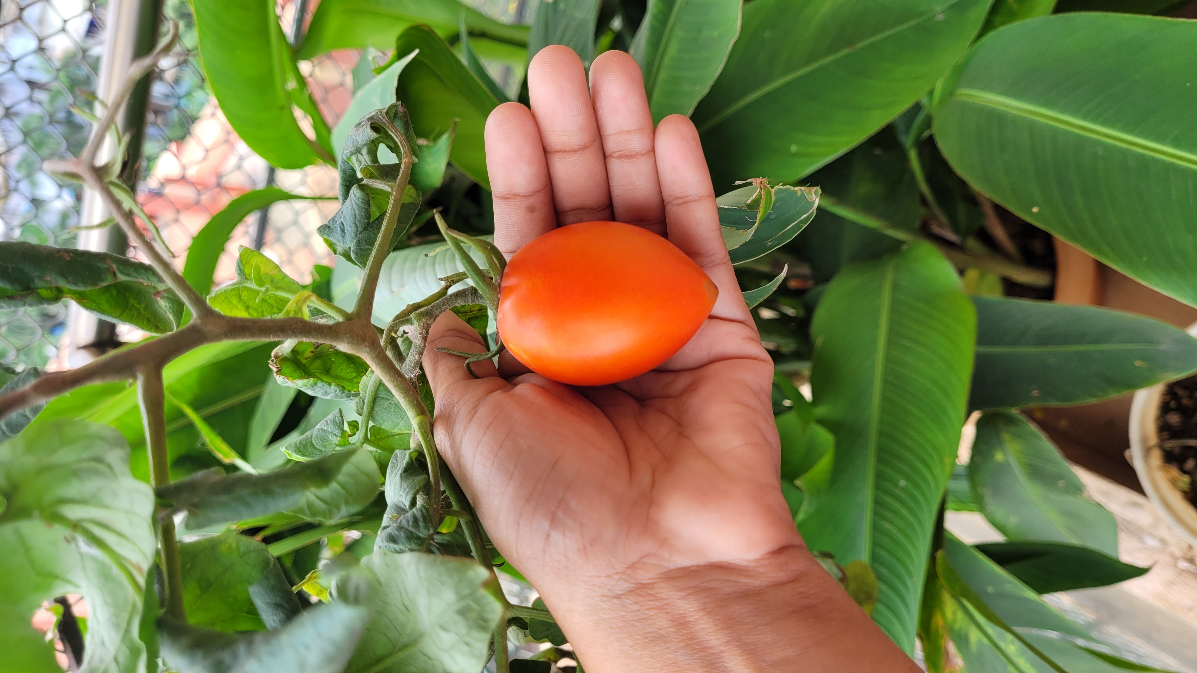 Plant 2.jpg