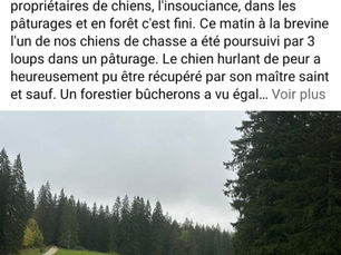 Trois loups présumés pourchassent un chien de chasse