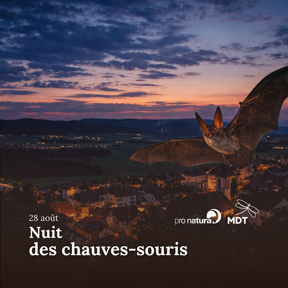 Nuit des chauves-souris