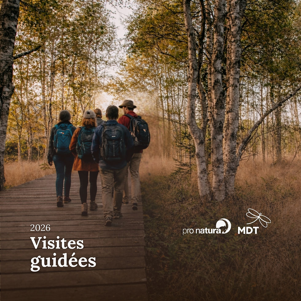 Visites guidées