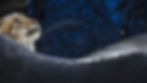 lynx_16_9__affiche_sans_texte_UHD_000000.jpeg