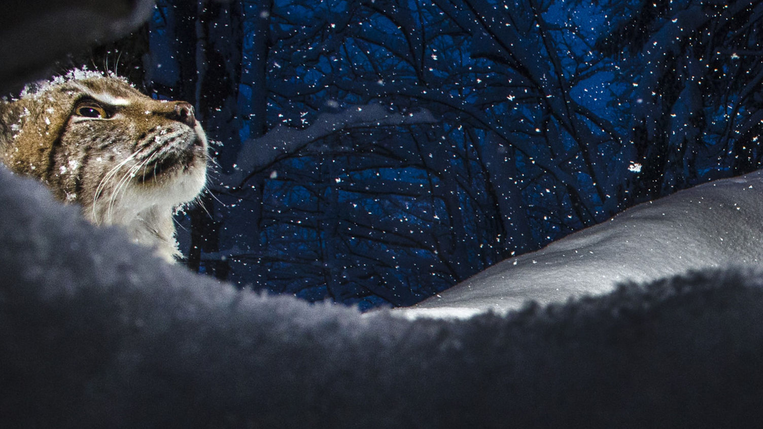 lynx_16_9__affiche_sans_texte_UHD_000000.jpeg