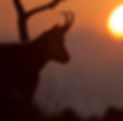 Chèvre_coucher desoleil - Copie.jpg