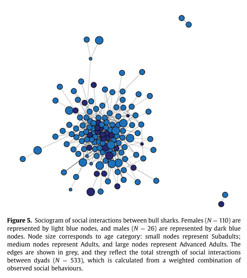Figure 5: Sociogram of social interactions between bull sharks. Females (N = 110) are represented by light blue nodes, and males (N = 26) are represented by dark blue nodes. Node size corresponds to age category: small nodes represent Subadults; medium nodes represent Adults, and large nodes represent Advanced Adults. The edges are shown in grey, and they reflect the total strength of social interactions between dyads (N = 533), which is calculated from a weighted combination of observed social behaviours.