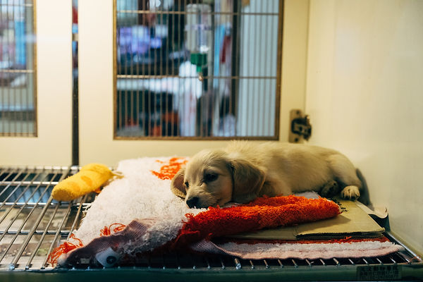 ペットショップの犬.jpg