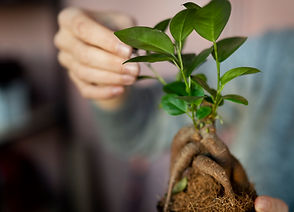 close-up-hands-holding-flower-pot.jpg
