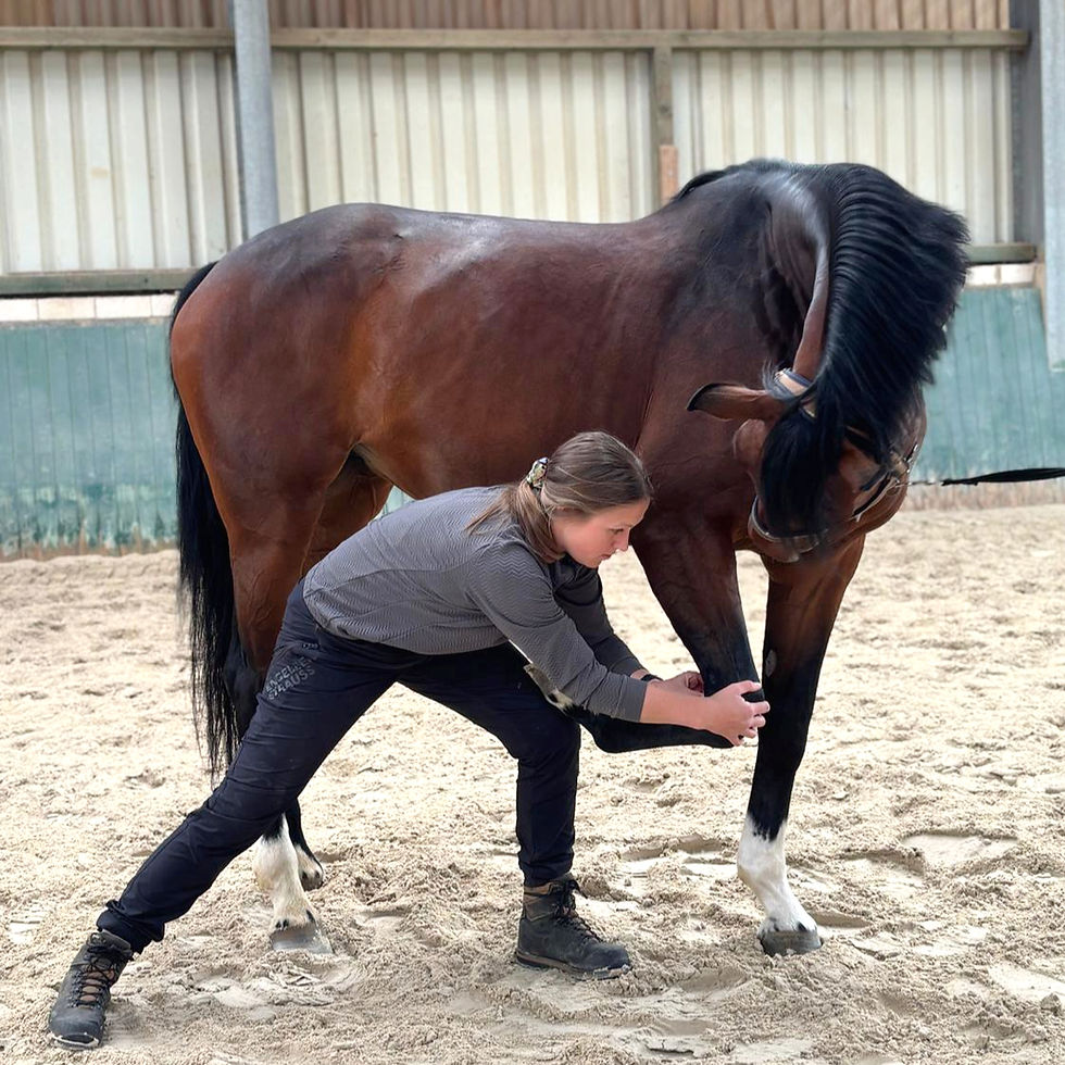 Pferdetherapie, Pferd schaut interessiert, was Therapeutin macht