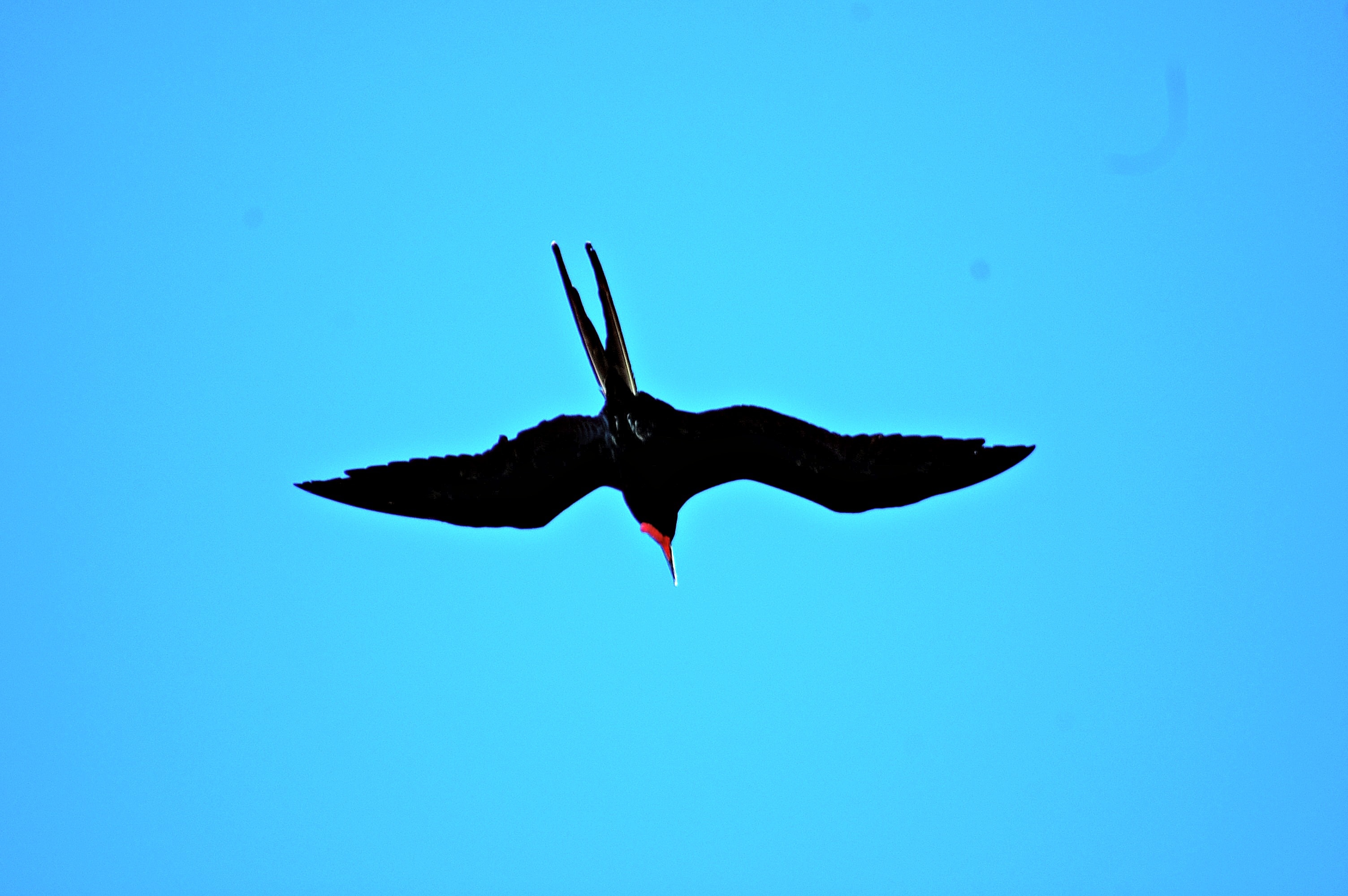 Soar High, Be Free
