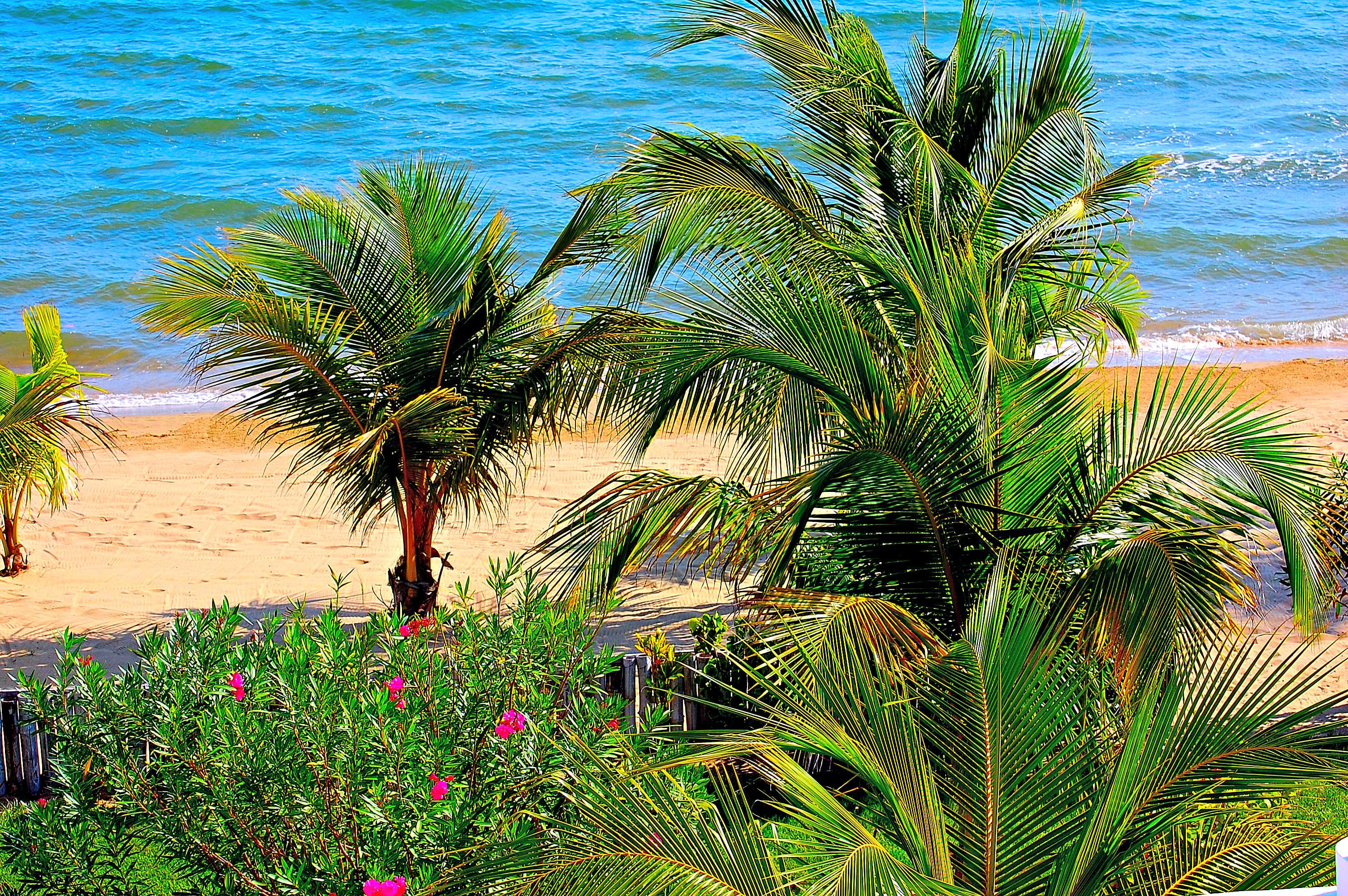 Palm Trees Swaying