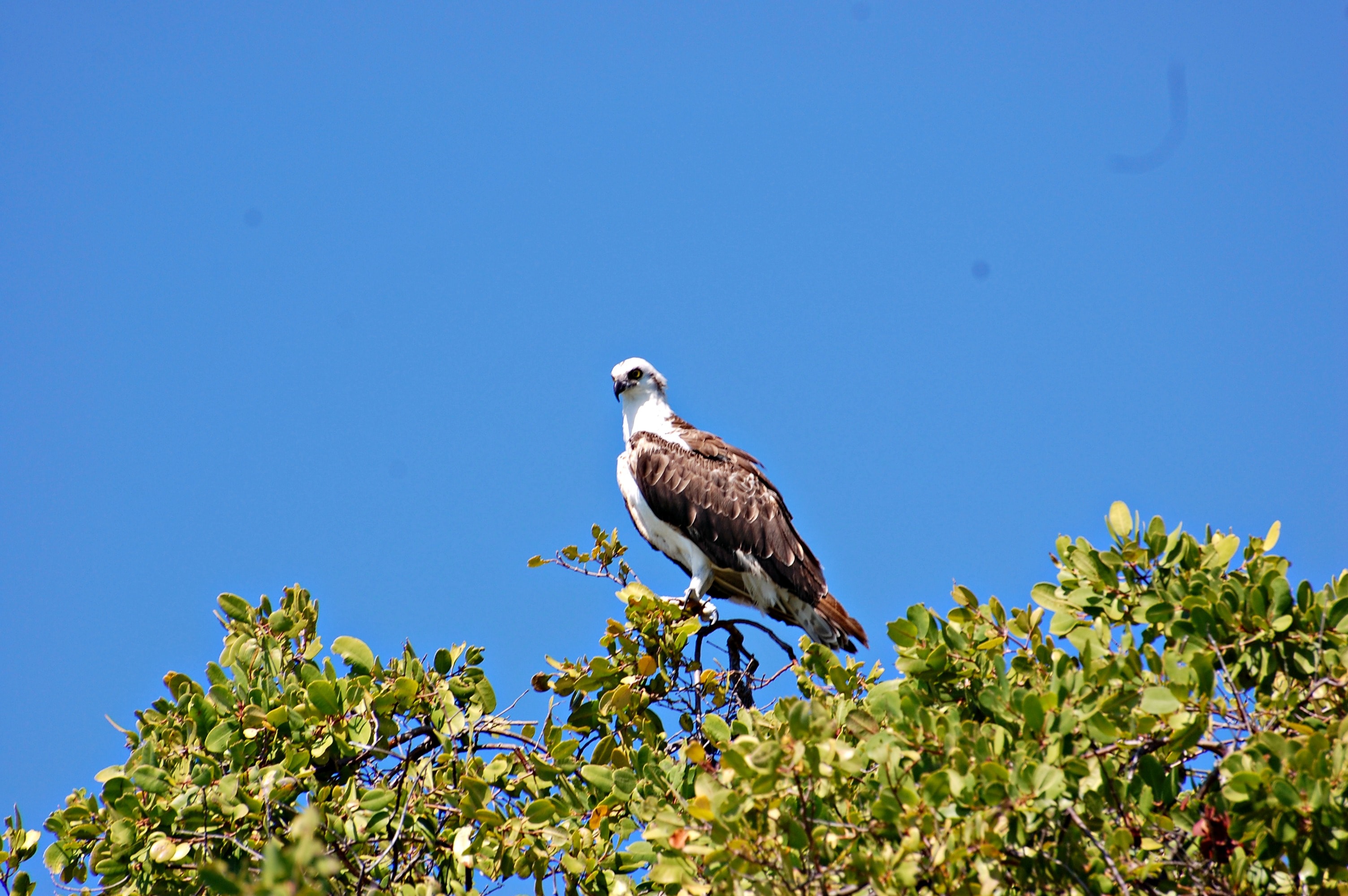 Exotic Bird Species