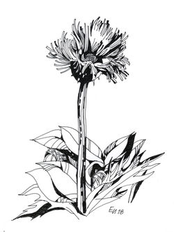 ©Elena Ivanova_Wild Flower 1