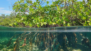 4xi's Commitment to Sustainability: The Vital Role of Afforestation