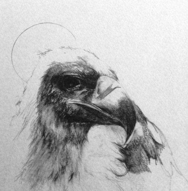#saintedbirds study