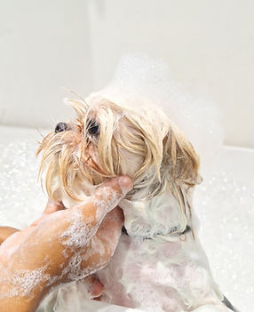 IMAGENES FICHA JHS GROUPON (3).png