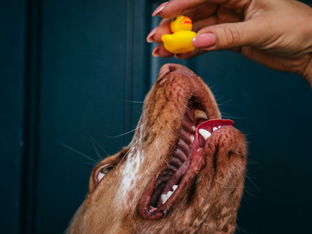 Japanese Pet Spa Murcia abre sus puertas: el nuevo spa para perros en Murcia